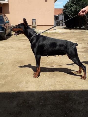 dobermann altobello|serbian dobermans for sale.